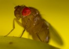 fruchtfliege2c053 Kopie